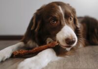 How To Choose The Right Dental Treats For Your Puppy