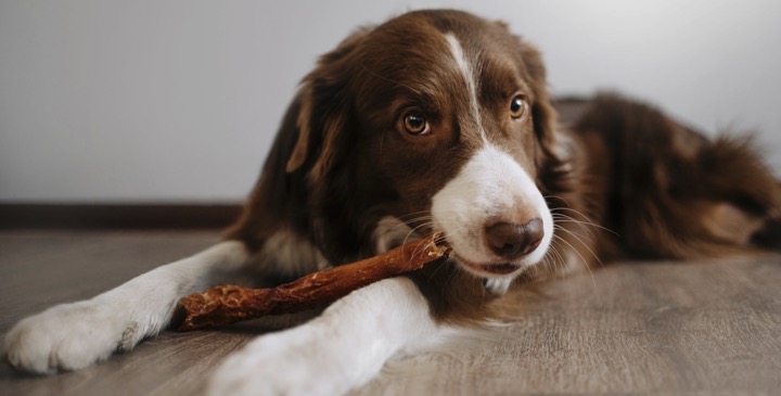 How To Choose The Right Dental Treats For Your Puppy